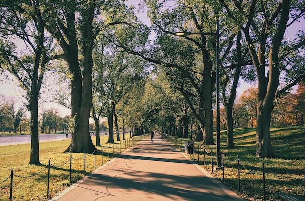 Árvores no parque contra o céu