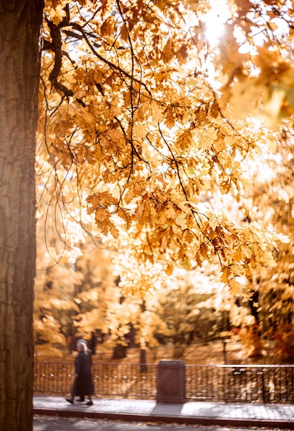 Foto Árvores no parque durante o outono