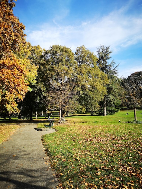 Árvores no parque durante o outono
