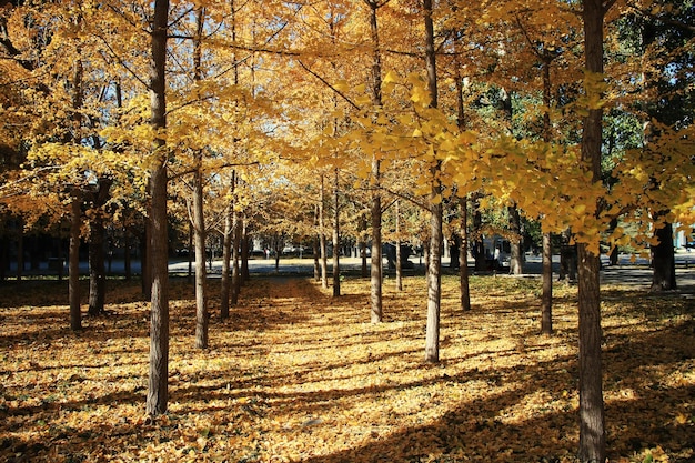 Árvores no parque durante o outono