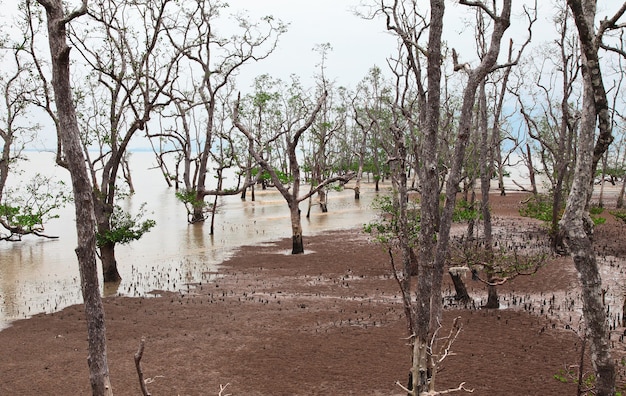 Foto Árvores no parque nacional bako, bornéu, malásia