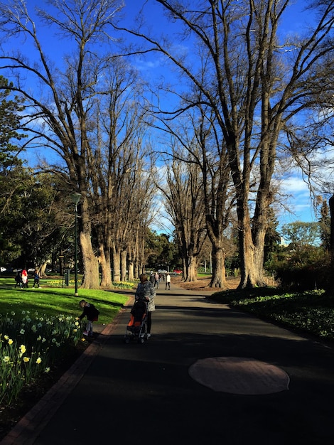 Foto Árvores no parque