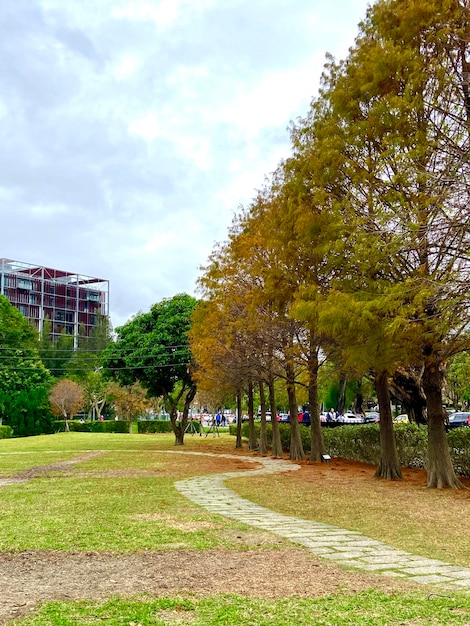 Foto Árvores no parque