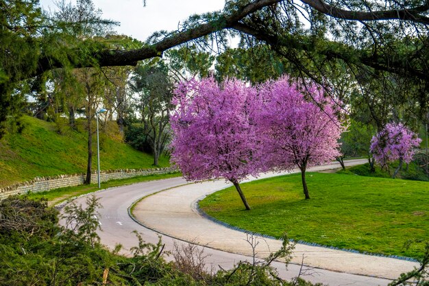 Foto Árvores no parque