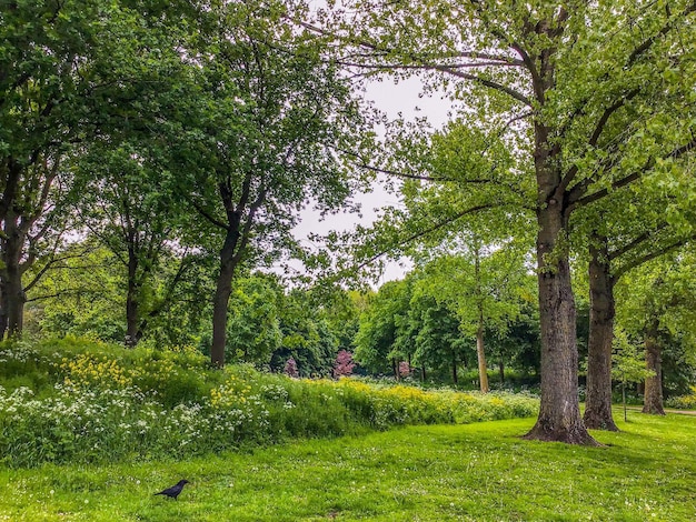 Foto Árvores no parque