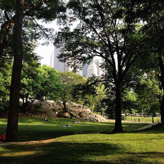 Foto Árvores no parque