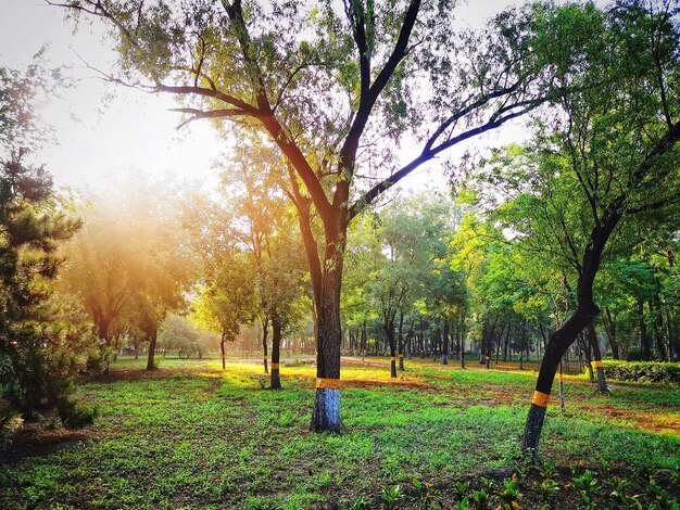 Foto Árvores no parque