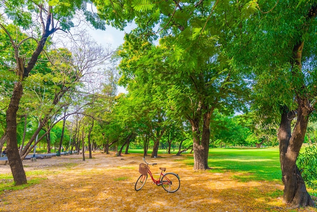 Foto Árvores no parque