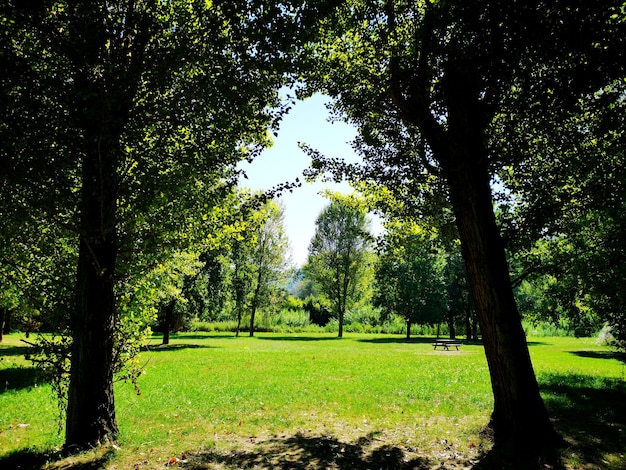Árvores no parque