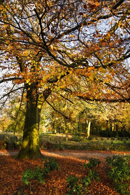 Foto Árvores no parque