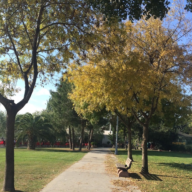 Foto Árvores no parque