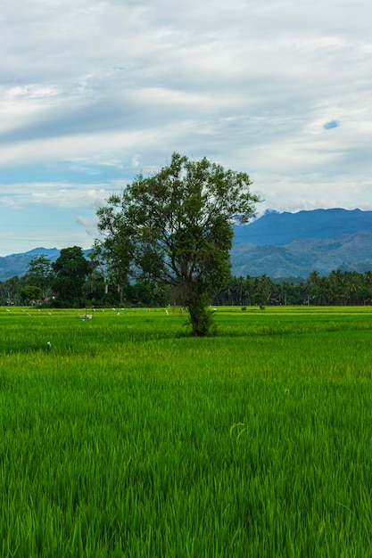 Árvores nos campos de arroz.