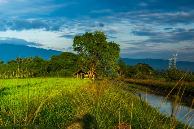 Árvores nos campos de arroz.