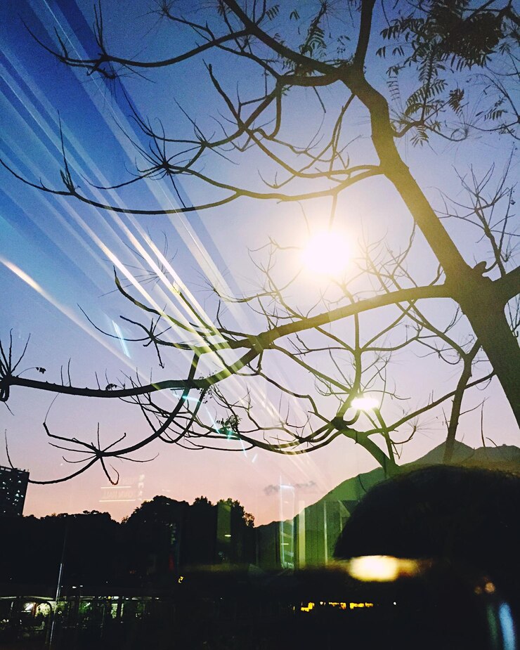 Foto árvores nuas contra o céu ao pôr-do-sol