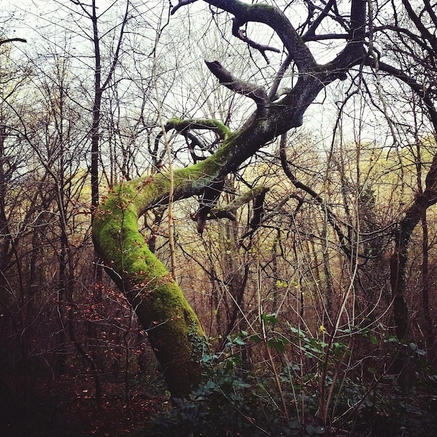 Foto Árvores nuas contra o céu