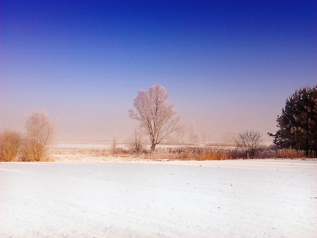 Foto Árvores nuas em paisagem coberta de neve contra o céu azul