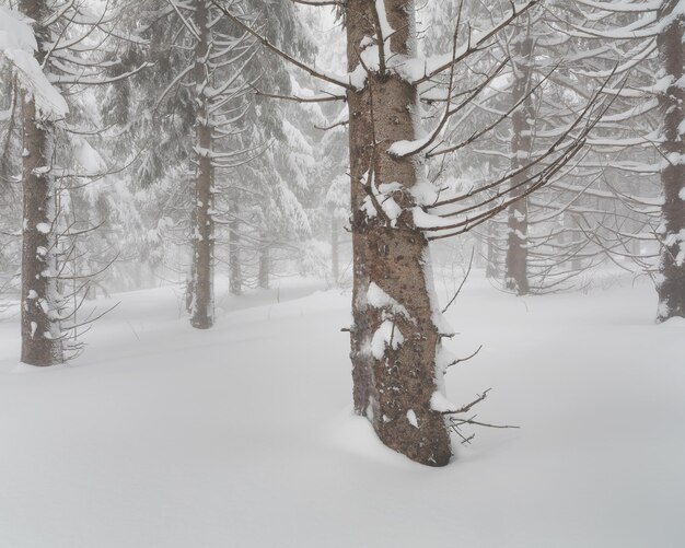 Foto Árvores nuas em terras cobertas de neve