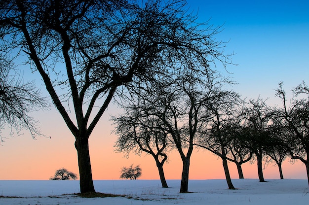 Árvores nuas em uma paisagem coberta de neve contra o céu