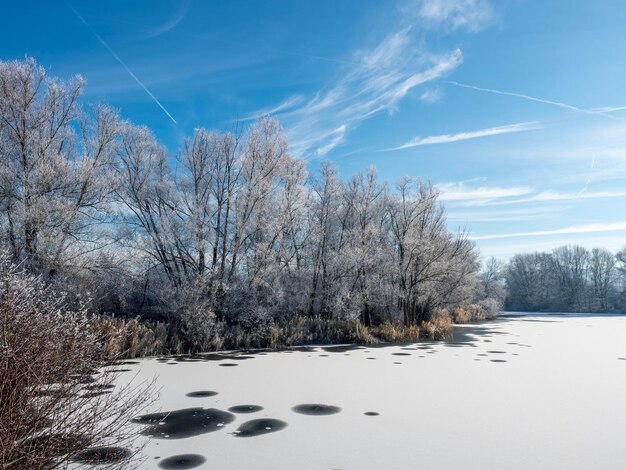 Foto Árvores nuas em uma paisagem coberta de neve contra o céu