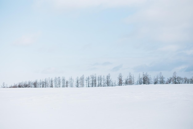 Árvores nuas em uma paisagem coberta de neve contra o céu