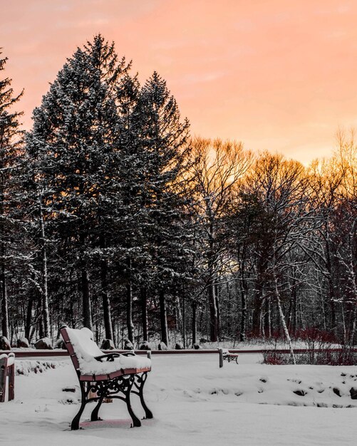 Foto Árvores nuas em uma paisagem coberta de neve contra o céu