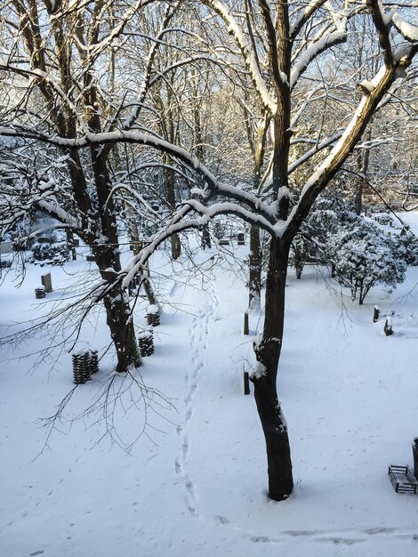 Árvores nuas em uma paisagem coberta de neve