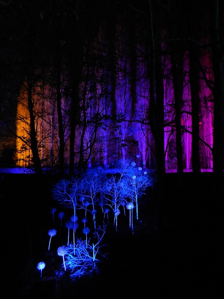 Foto árvores nuas iluminadas à noite