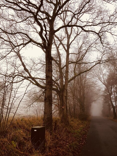 Foto Árvores nuas na estrada na floresta contra o céu