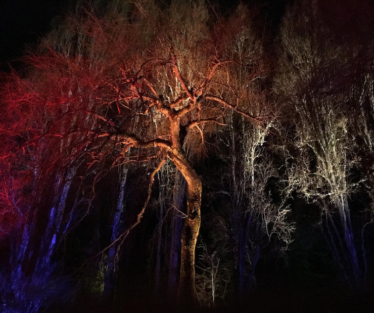 Foto árvores nuas na floresta à noite