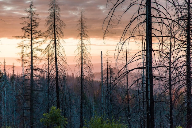Árvores nuas na floresta contra o céu durante o pôr do sol