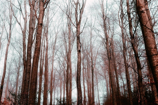 Árvores nuas na floresta durante o inverno