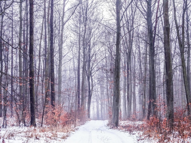 Foto Árvores nuas na floresta durante o inverno