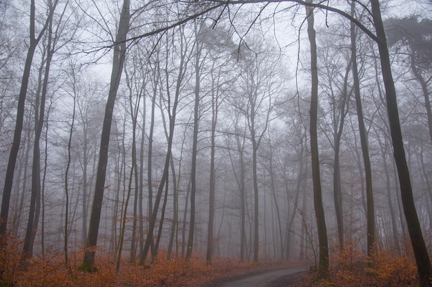 Árvores nuas na floresta