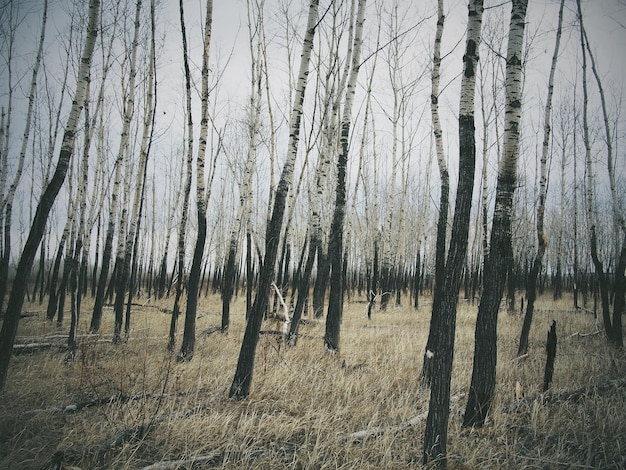 Árvores nuas na floresta