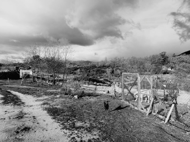 Foto Árvores nuas na paisagem contra o céu