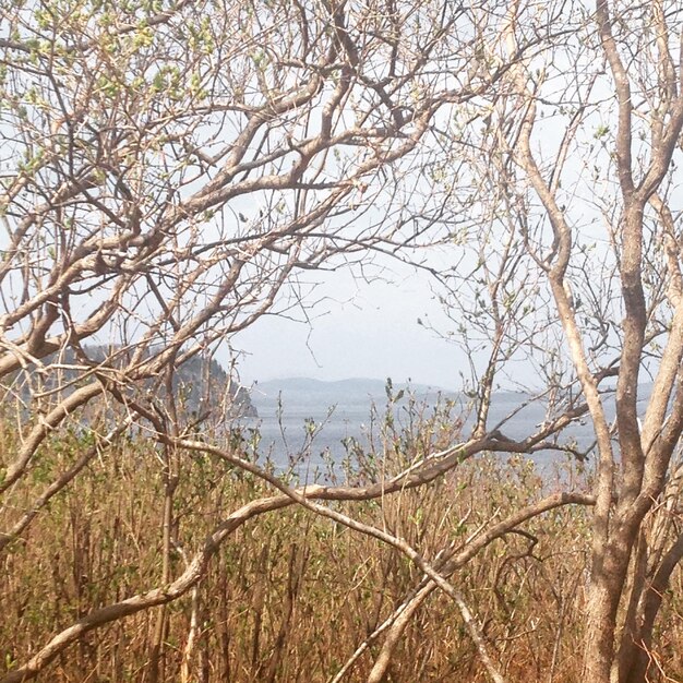 Foto Árvores nuas na paisagem