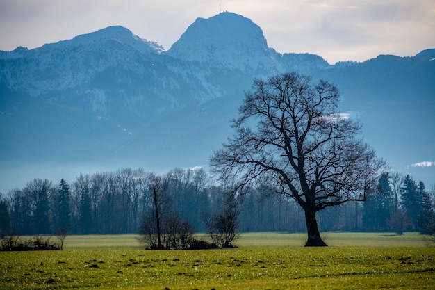 Foto Árvores nuas no campo contra o céu durante o inverno