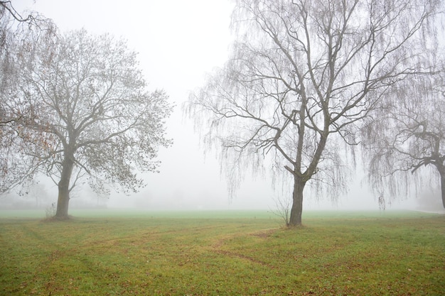 Foto Árvores nuas no campo contra o céu