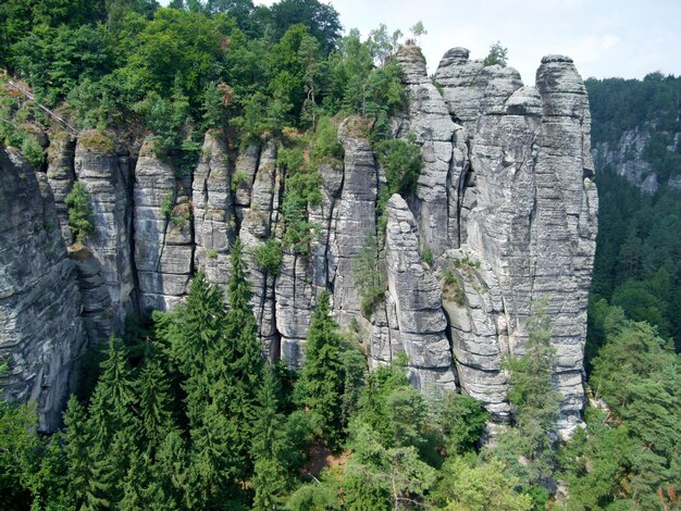 Foto Árvores numa floresta