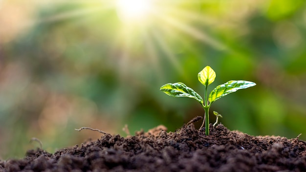 Árvores pequenas com folhas verdes crescendo naturalmente e luz solar suave, ideia de crescimento sustentável de plantas.