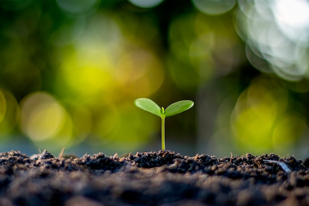 Árvores pequenas com folhas verdes, crescimento natural e luz solar, conceito de agricultura e crescimento sustentável das plantas.