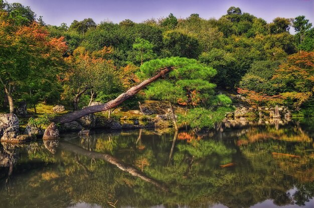Foto Árvores por lago na floresta