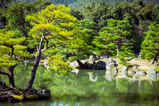 Foto Árvores por lago na floresta