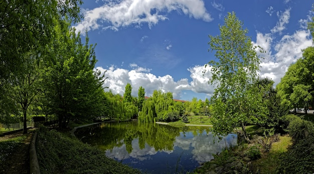 Árvores por lagoa