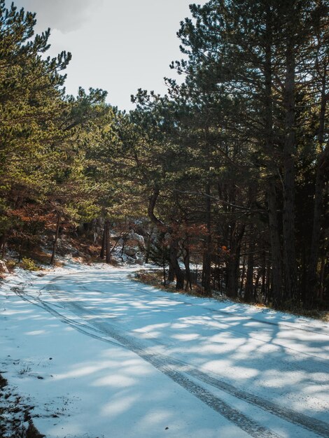 Foto Árvores por terra coberta de neve contra o céu