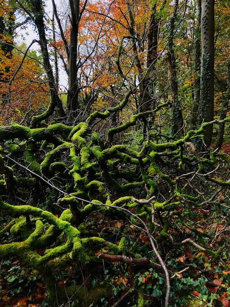 Árvores que crescem na floresta durante o outono
