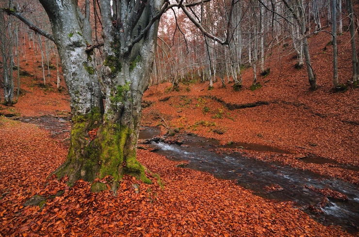 Foto árvores que crescem na floresta durante o outono