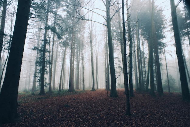 Árvores que crescem na floresta