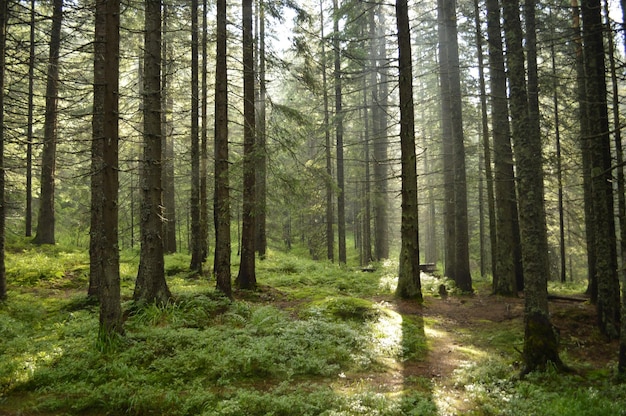 Árvores que crescem na floresta