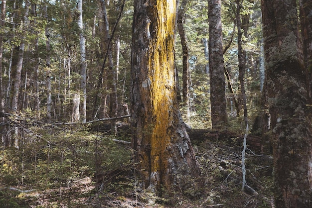 Árvores que crescem na floresta